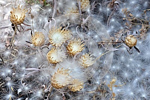 Antena semilla plantas en el verano 