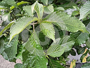 vile shard plants including medicinal plants to shed kidney stones