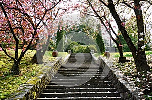 Villa Taranto magnolia pink flowers and steps