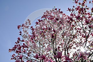 Villa Taranto pink magnolia flowers