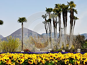 Villa Taranto, violets and palm