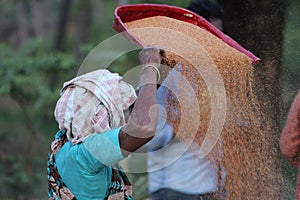 Village Agriculture Worker on Sunset Evening