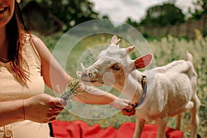 Village animals. Happy pregnant woman hugs goat, concept of unity of nature and man. Life in the countryside.