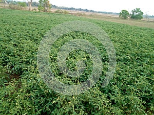 Village area tomato/potato and onion field / land in India