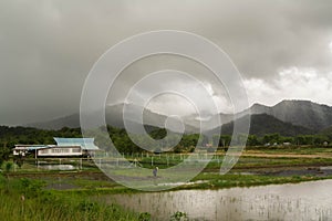 The village of Bario. With rice fields surrounded by mountains and rainforest. Bario, Malaysia, Borneo, Sarawak photo