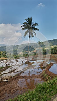 Village Beauty of Sri Lanka