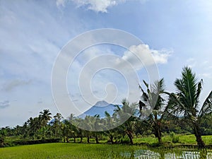 Village blue sky with palm tree and rice field