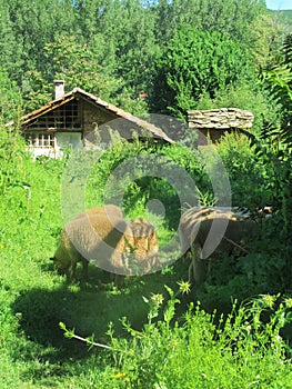 Village, Bulgaria