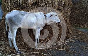 village calf at the pile of straw. Domestic cows in village.