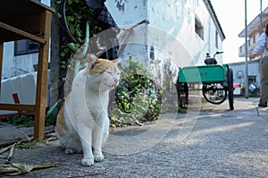 Village cat in Hong Kong