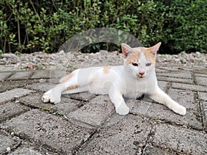 a village cat relaxing on the side of the road