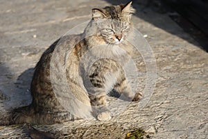 A village cat is sunbathing