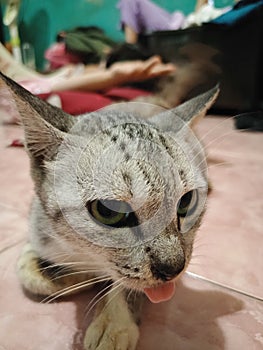 a village cat who often taunts people by sticking out his tongue