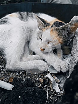 village cat who is resting for a while disappears tiredness...