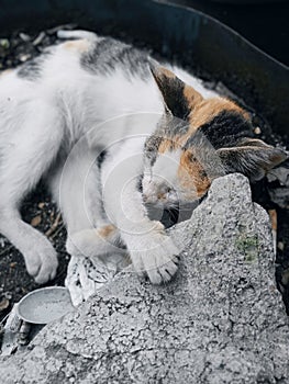village cat who is resting for a while disappears tiredness...