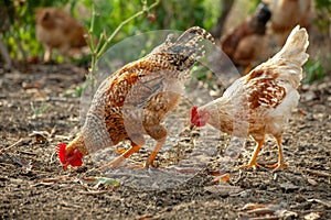 Village chickens scratching the ground searching for insects