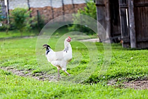 Village concept with domestic animals. White chicken standing in the yard. Green grass of the village backyward with