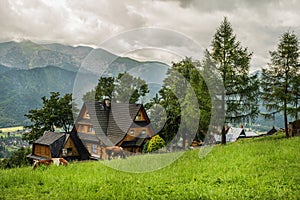 Village cottage and cows on green grass field, Zakopane, Poland