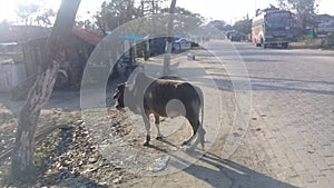 Village cow facing lot of problem,india