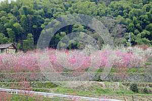 Village of depopulation in Shimane ounau-machi.