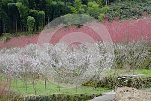 Village of depopulation in Shimane ounau-machi.