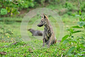 Village dog on the island of Panay Philippines