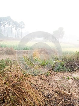 Village farm with fog in the morning time on  winter season ,Bihar india