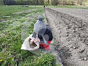 In the village on the field, a girl plants potatoes with her mother