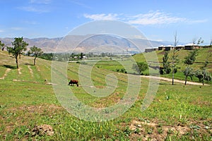 The village, field and the mountain near Panjikent in Tajikistan