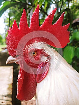 Village Fowl face side view photo