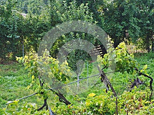 Village Garden Grape Vines in Rain, Greece