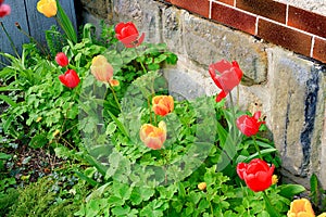 The village garden. Spring garden in front of village house. Tulips in a small garden