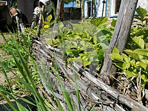 Village garden of willow twigs.