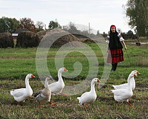 Village girl with geese