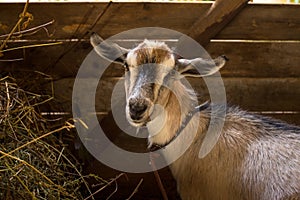Village Goat In Wooden Barn In Summer Close Up