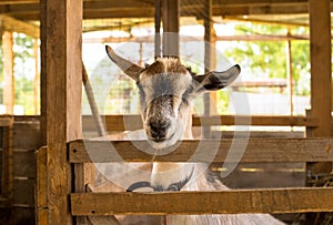 Village Goat In Wooden Barn In Summer Close Up