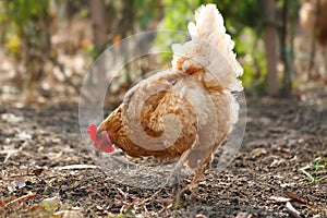 Village hen scratching the ground searching for insects
