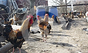 Village hens in the backyard, village life, subsistence farming