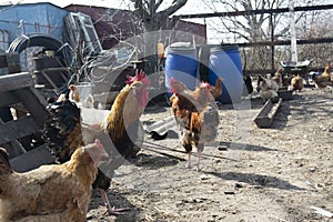 Village hens in the backyard, village life, subsistence farming