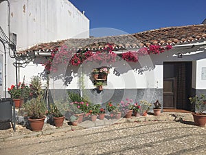 Village house with colorful flowers