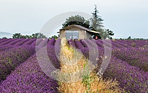 Village house among the lavender fields.