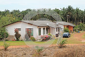 Village house beside palms area