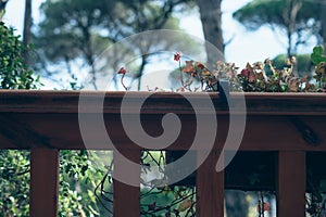 Village House wooden Balcony with flowers and Natural view