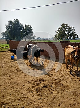 VILLAGE HUSBADARY WITH DIFFERENT ANIMALS