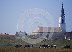 Village idyll with church and cows