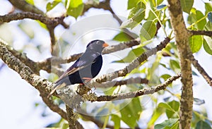 Village indigobird
(Vidua chalybeata) is a sub-Saharan bird in Africa.