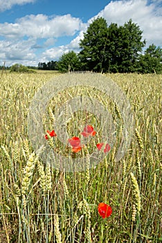 Village landscape on a summer sunny day