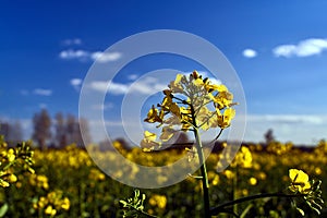 Village landscape with a yellow flower in the spring oilseed