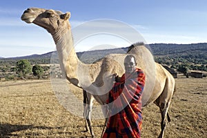 Village life Maasai, portrait of man and dromedary