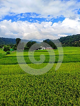 Village life in Uttrakhand